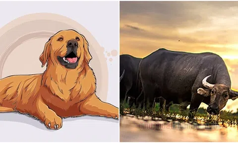 3 con giáp sinh ra để giàu có, có khí chất riêng, dễ lấy được chồng đại gia, sung sướng 1 đời