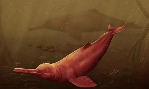 Kinh ngạc hóa thạch của loài cá heo lớn nhất thế giới niên đại 16 triệu năm chưa từng phát hiện trước đây