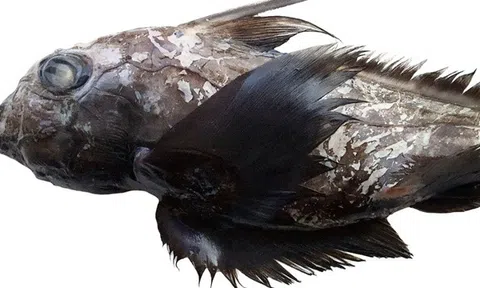 Phát hiện ‘cá mập ma’ với đầu khổng lồ ngoài khơi Thái Lan