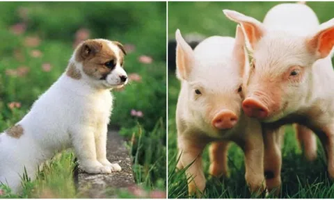 Bắt đầu từ ngày 25/3, may mắn sẽ đến với 4 con giáp, tài lộc tăng vọt, phú quý dồi dào