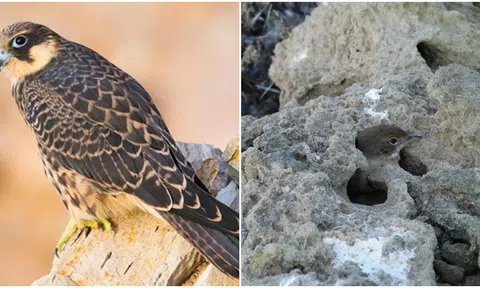 Loài chim ăn thịt bắt sống con mồi và nhốt vào 'nhà tù đá', 1 hành vi chưa từng thấy trước đây