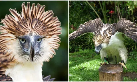 Loài chim săn mồi mạnh mẽ nhất thế giới, là ‘sát thủ’ ăn thịt khỉ, biểu tượng của 1 quốc gia