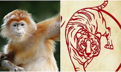 Bề ngoài đơn giản vô hại, nhưng trên thực tế 3 con giáp này đều rất sâu sắc, nếu đụng phải sẽ hối hận