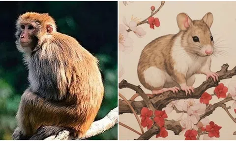 3 con giáp có đầu óc thông minh, bẩm sinh đã có tiềm năng học thuật vượt trội