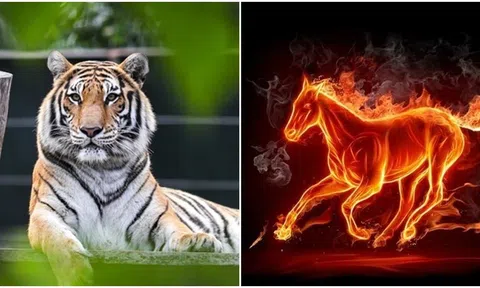 Vận may của 12 con giáp ngày 6/4: Tý thay đổi ngoạn mục, Thìn được quý nhân giúp đỡ