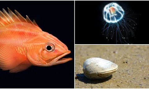 Những loài động vật sống lâu nhất trên Trái Đất, có loài sống thọ hàng nghìn năm, thậm chí bất tử