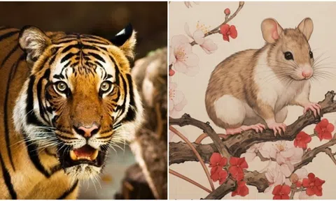 3 con giáp có số mệnh tốt nhất, sinh ra đã giàu có, có vận mệnh và ít gặp tai họa trong cuộc đời