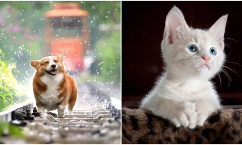 3 con giáp có tiềm năng làm giàu lớn nhất khi về già, sống lâu và có cuộc sống sung túc