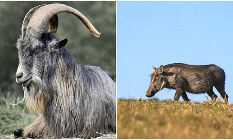 Trong hai tuần tới, 4 con giáp tài vận sẽ rất khởi sắc, vận may sẽ đến liên tục