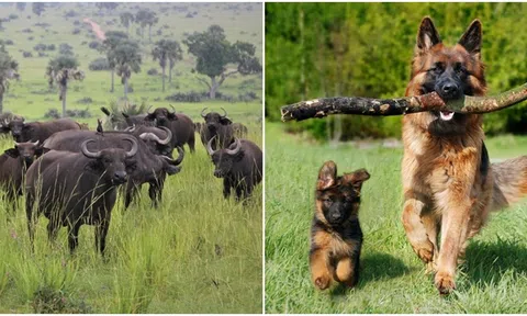 Bắt đầu từ ngày mai, 3 con giáp sẽ có sao cát tinh chiếu sáng, vận may sẽ ập đến