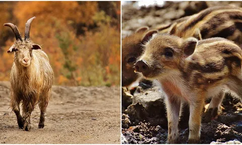 Từ 17/4 - 27/4, mọi xui xẻo tiêu tan, khó khăn chấm dứt, thành công đến với 4 con giáp này