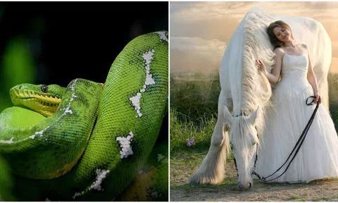 Giữa tháng 4, 4 con giáp sau đây sẽ được thăng chức tăng lương, tiền bạc rủng rỉnh