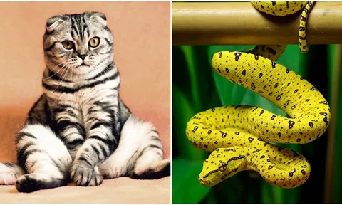 Từ 16/4-21/4, 3 con giáp gặt hái được nhiều thành công, may mắn trên đường quan lộ