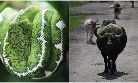 Từ tháng 5 đến tháng 7, 4 con giáp gặp nhiều may mắn, tài lộc tăng trưởng nhanh chóng và thịnh vượng