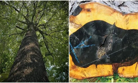 Tại sao cây mun được gọi là cây triệu đô, được ví như ‘vàng đen’?