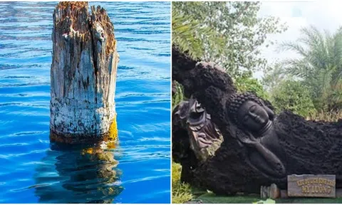 Tại sao gỗ có thể tồn tại dưới lòng đất, ngâm trong nước hàng nghìn năm mà không bị nát, hỏng