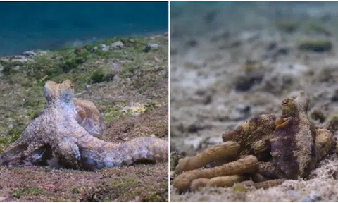 Cảnh hiếm hoi bạch tuộc giao phối bất thường gây bất ngờ cho giới khoa học