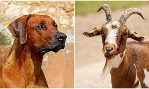 Sau 35 tuổi, 4 con giáp này sẽ cực kì thành công, khó khăn tuổi niên thiếu chỉ là bước đệm