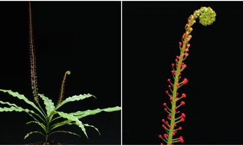 Kì dị loài thực vật hiếm hoi có thể biến thành 'động vật ăn thịt bán thời gian'