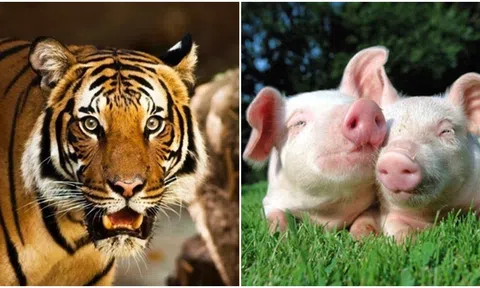 Bắt đầu từ ngày 23/4, hoa đào nở rộ, 4 con giáp sẽ tìm được tình yêu đích thực