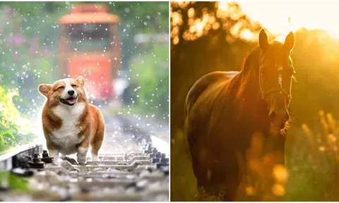 3 con giáp có khả năng được người khác giới thầm yêu nhiều nhất