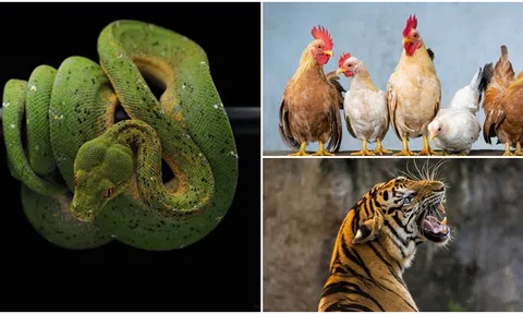 Công việc nào phù hợp nhất với 12 con giáp, có thể mang đến sự giàu có, thịnh vượng?