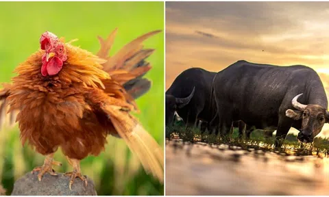 Bắt đầu từ thứ 5, 4 con giáp có vận may tài lộc tăng vọt, cánh cửa giàu sang sẽ rộng mở