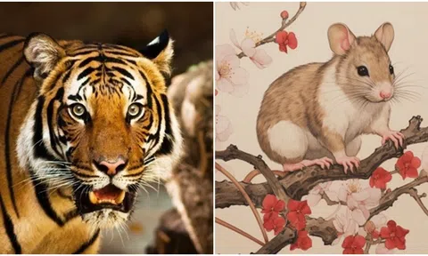 Từ 29/4-19/5,  4 con giáp gặp nhiều may mắn, phát tài, tài chính dồi dào, mọi điều ước sẽ thành hiện thực