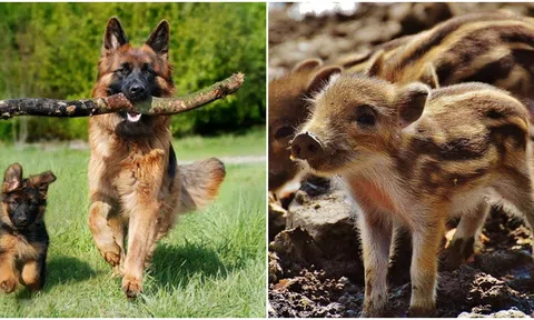 Từ 30/4-20/5, 4 con giáp gặp nhiều may mắn, mọi việc suôn sẻ, phú quý nhân đôi