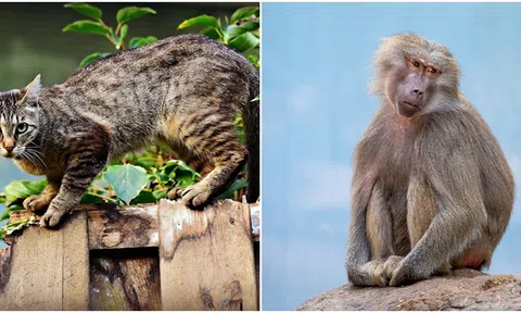 Trong tuần tới, 3 con giáp được thần may mắn ưu ái, có bước đột phá lớn trong sự nghiệp