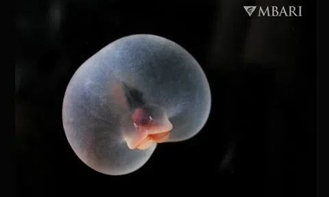 Loài giun kì dị có hình dạng giống mông lợn, có thể đang ở giữa 1 bước tiến hóa nhảy vọt