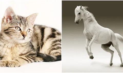 Từ giữa tháng 5, 3 con giáp đón tin vui: Sự nghiệp phát triển rực rỡ, tình yêu chớm nở hạnh phúc