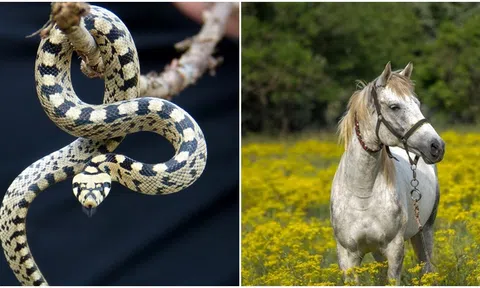 Sau ngày 6/5, 4 con giáp sau đây 'đỏ' cả tình lẫn tiền