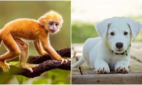 2 tuần sau, 4 con giáp ‘mở khóa’ thành công cánh cửa dẫn đến sự giàu có, được thần tài chiếu cố