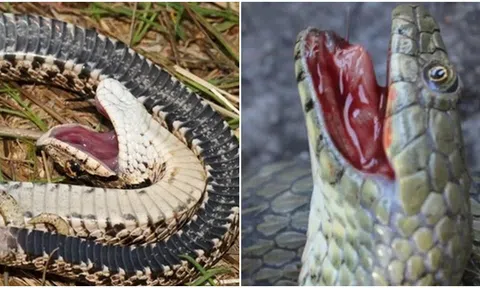 Rắn giả chết lên 1 tầm cao mới, 100 người thì 99 người tưởng chết thật