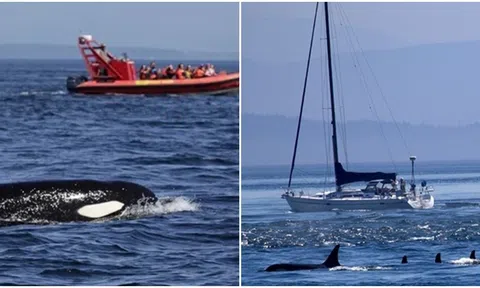 Bị cá voi sát thủ tấn công và đánh chìm tàu, thủy thủ đoàn liên tục phát thanh‘cầu cứu’