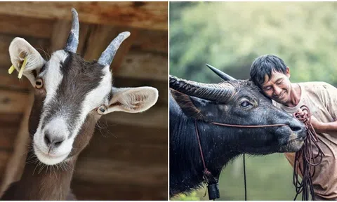 Từ 21/5 - 21/6, 4 con giáp gặp nhiều may mắn, được quý nhân phù trợ, rước tài lộc về