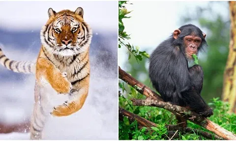 Từ 27/5 - 27/7, 4 con giáp sau đây sẽ thăng tiến trong sự nghiệp, công việc kinh doanh khởi sắc