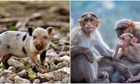 Bắt đầu từ ngày 26/5, 5 điều may mắn sẽ đến với 4 con giáp sau đây