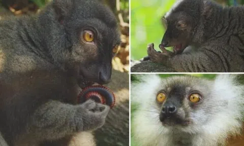 Loài vật là 'dân chơi' đẳng cấp nhất hành tinh, nhai cuốn chiếu để tăng hưng phấn