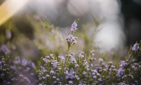 Từ 3-15/10: 3 con giáp khổ tận cam lai, lộc rơi trúng đầu, tiền tài tự tìm đến cửa