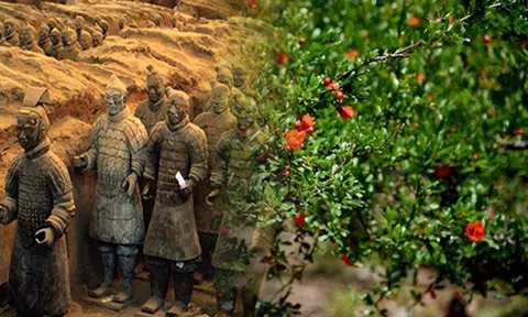 Cây lựu cách lăng Tần Thủy Hoàng 100 mét hé lộ bí ẩn khiến giới khoa học sửng sốt