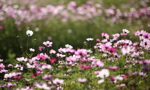 Từ ngày 5-18/10: 3 con giáp này như hổ thêm cánh, tài năng 'bung lụa', tiền tiêu không phải nghĩ