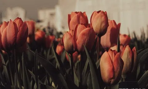 Sau ngày 10/10: 3 con giáp này ‘thoát kén’, sự nghiệp như buồm căng gió, chớ thấy vậy mà chủ quan, bốc đồng 