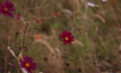 15 ngày tới: 3 con giáp vượng quý nhân, khiêm tốn và biết ơn thì nhất định đếm tiền mềm tay