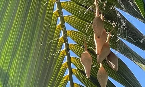 Người phụ nữ 'hóa đá' sau khi phát hiện sự thật trong 6 chiếc túi bí ẩn xuất hiện trên cây cọ sau nhà