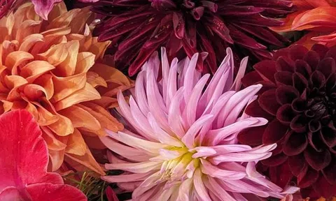 Từ 22/10: 3 con giáp này chuyển vận, khổ tận cam lai, chuẩn bị đón 'cơn mưa' lộc lá