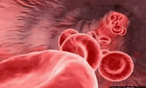 Truyền máu có truyền đi tính cách của người hiến tặng?