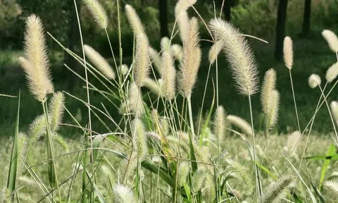 Sau ngày 26/10: 3 con giáp này được quý nhân đưa đường dẫn lối, sự nghiệp mã đáo thành công