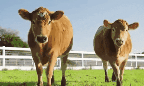 Hàng triệu người Mỹ trưởng thành cho rằng sữa socola do bò nâu tạo ra